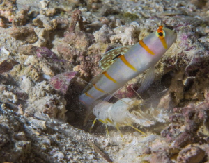 Symbiosis of Creatures
Notice the shrimps Antennae touch... by Jan Morton 